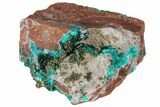 2" Dioptase Crystals on Dolomite - Mpita Prospect, Congo - #131270-2